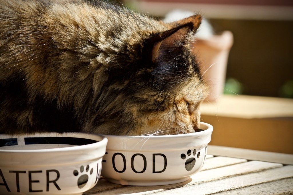 Nourriture pour chat : Une Alimentation Équilibrée Bonne Pour Sa Santé
